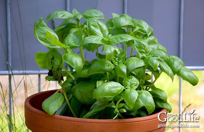 How to Grow Basil