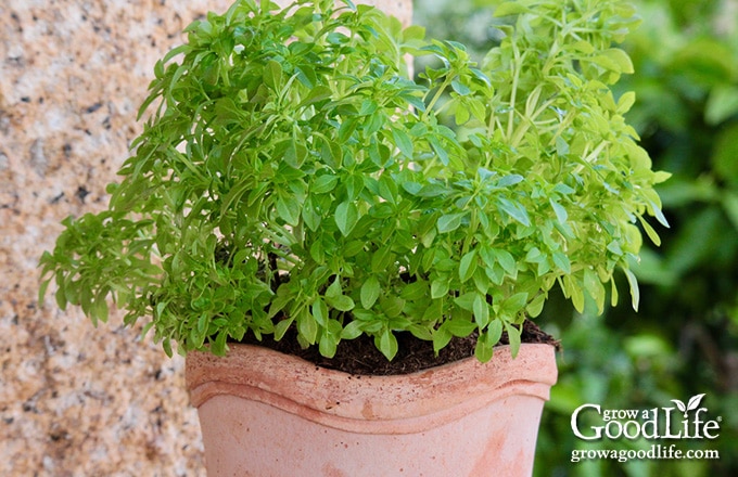 Spicy globe basil in a terra-cotta pot