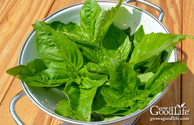 while colander with green basil leaves