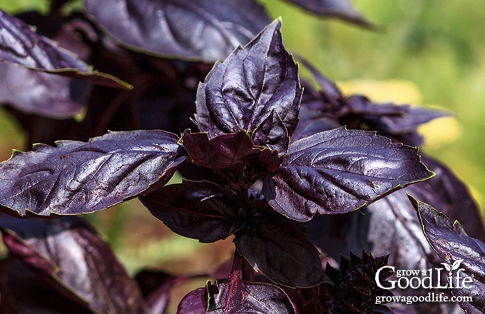 closeup of purple ruffles basil leaves