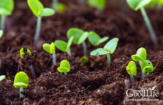 basil seeds sprouting out of the soil