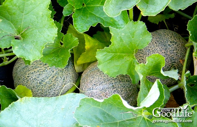 Three cantaloupes growing in the garden.