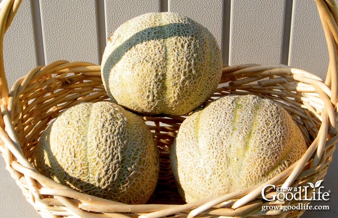 Three cantaloupes in a harvest basket.