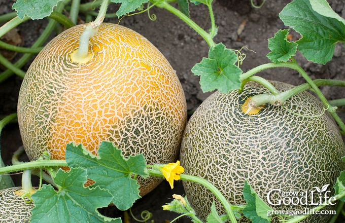 Muskmelon fruit ripening from green to beige.