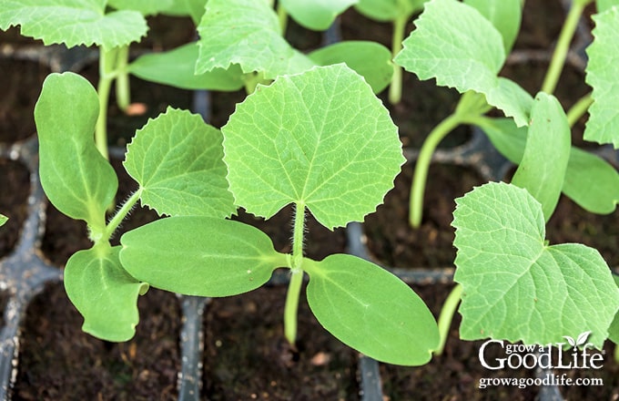 Muskmelon seedlings in a tray.