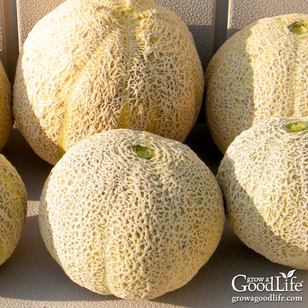 Freshly harvested cantaloupes on a garden bench.