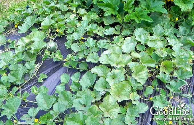 Cantaloupe vines spreading across the garden mulch.