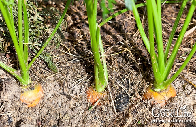 close up of carrots in the garden ready to harvest