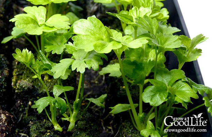 Close up of celery seedlings under lights.