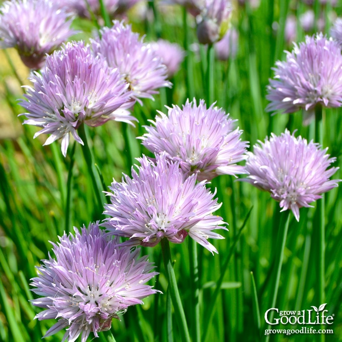 purple chive blossoms