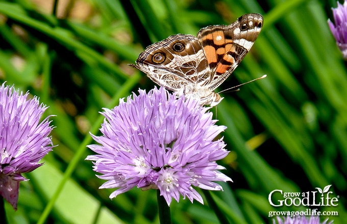 The fragrance and color of chives attract many bees, butterflies, wasps, hornets, and other pollinators to your garden.