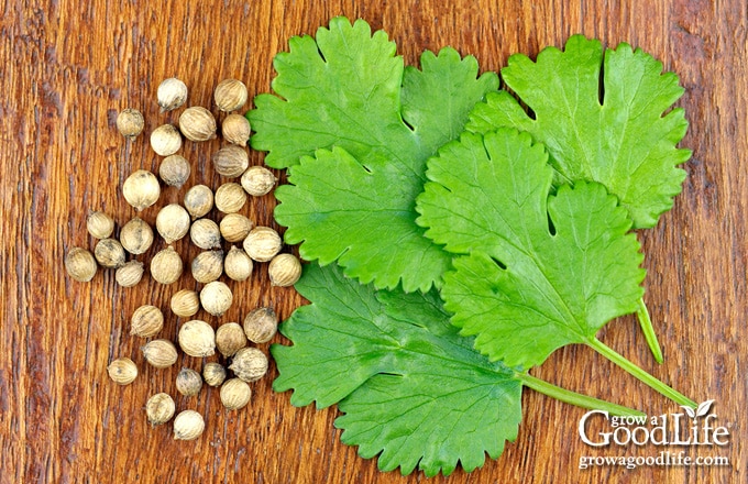 Cilantro leaves and coriander seeds on a table.