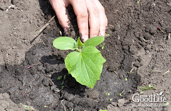 planting cucumber seedling in the garden