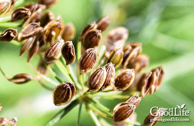 Close up of dried dill seeds on the plant.