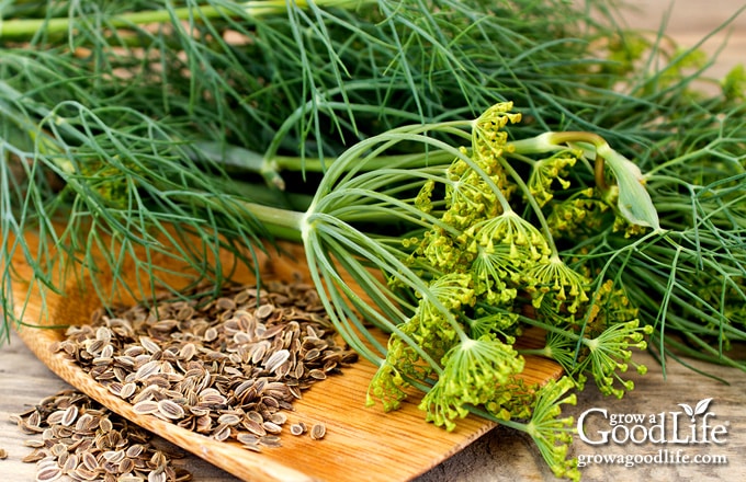 A harvest of dill weed, dill blossoms, and dill seeds on a table.