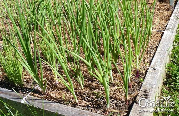 scallions in the garden