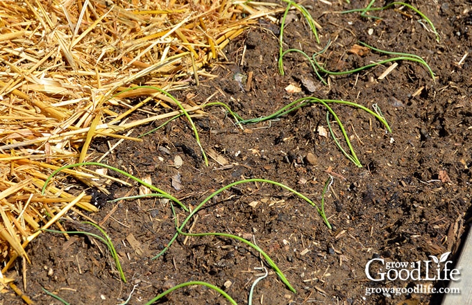 transplanting scallion seedlings into the garden