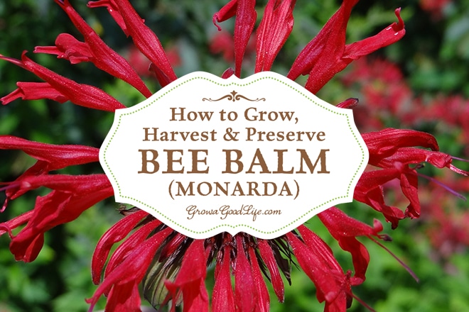 Monarda is a popular perennial plant used in bee and butterfly gardens. It is commonly known as Bee balm and its fragrant blossoms attract bees, hummingbirds, butterflies, and other pollinating insects. Monarda also has a long history of medicinal uses by Native American tribes, American Eclectic physicians, the Shakers, and herbalist.