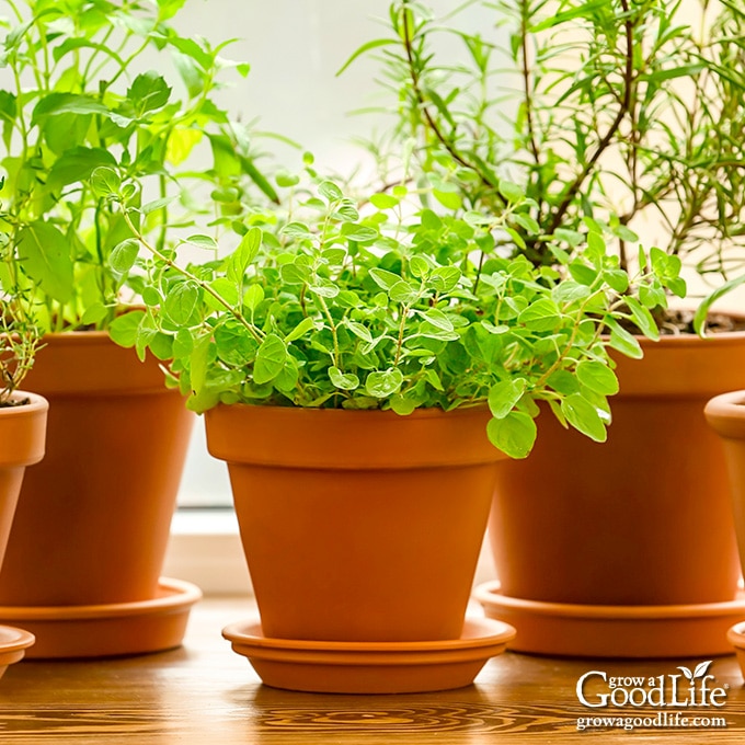 several pots of herbs in a window