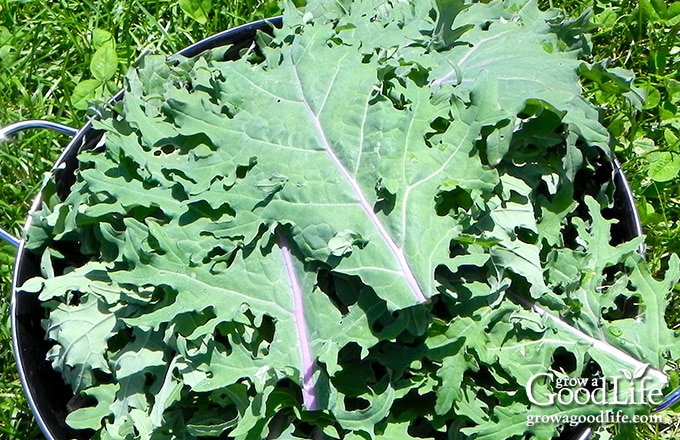 Red Russian kale harvest.