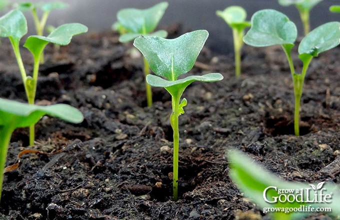 Young kale seedlings growing under lights.