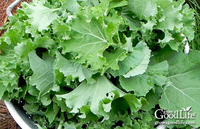 Siberian kale harvest.