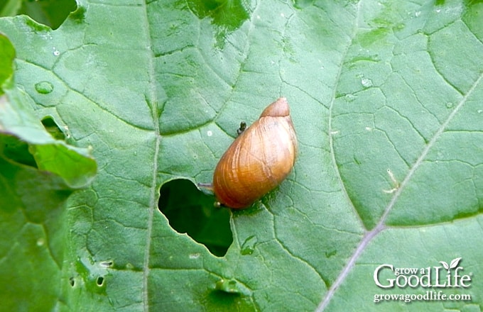 Close up of a snail on a kale plant.