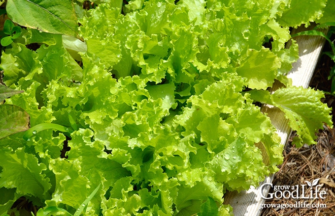 black seeded simpson lettuce growing in the garden