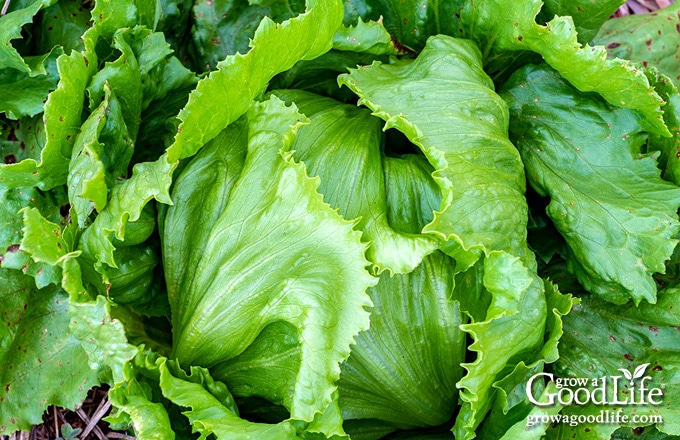 over head photo of round iceberg lettuce)