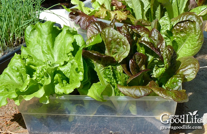 lettuce hardening off outside on a table