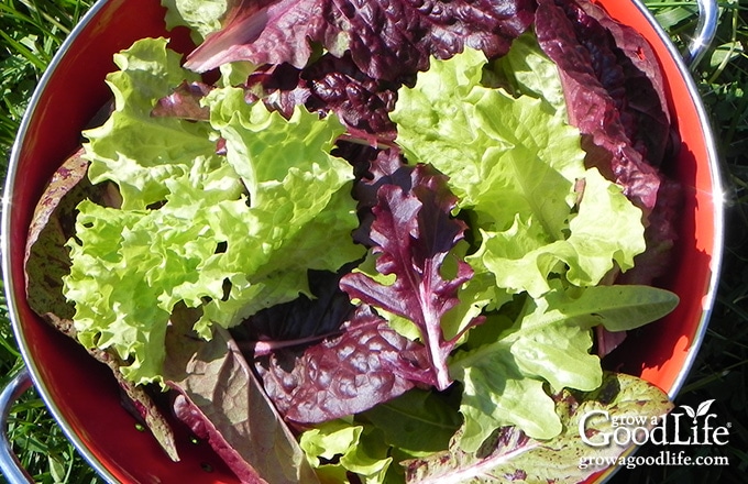 baby lettuce leaves in a basket