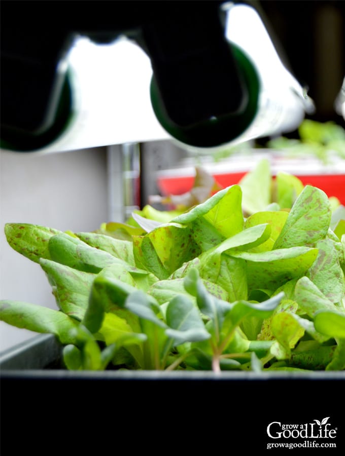 lettuce seedlings growing under lights