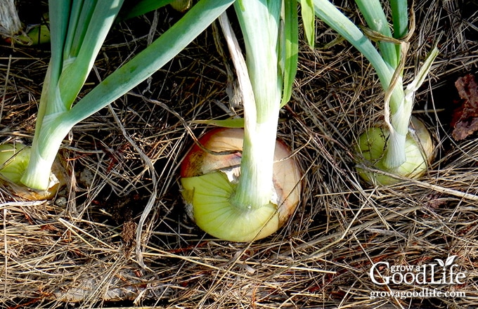 onions ready to harvest with tops flopping over