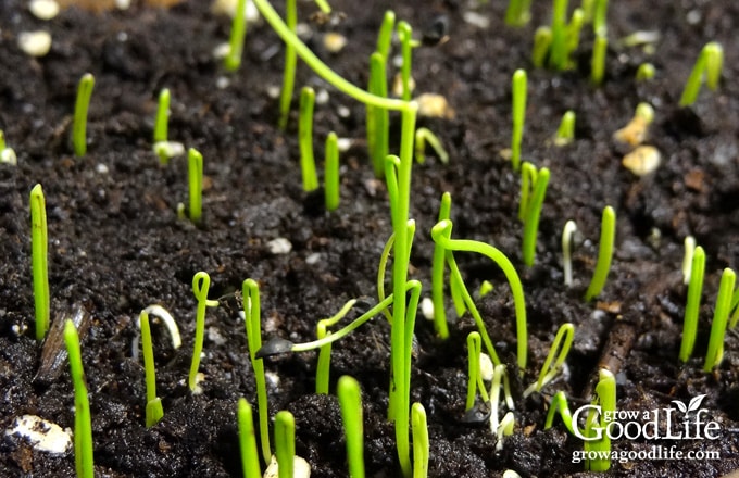 Close up of onion seed sprouts.