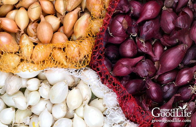 red, yellow, and white onion sets in mesh bags