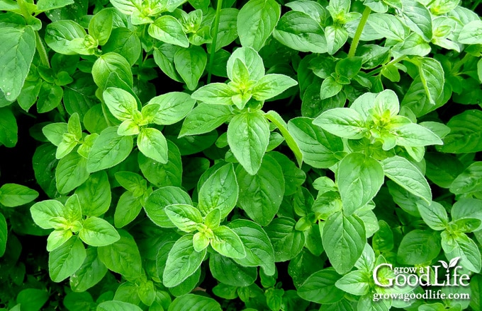 Overhead view of Greek oregano in the garden.