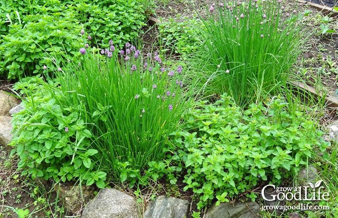 Oregano spreading through the herb bed.