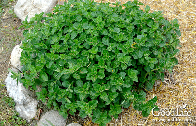 Young oregano plant mulched with straw.