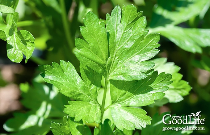 close-up image of flat leaf parsley