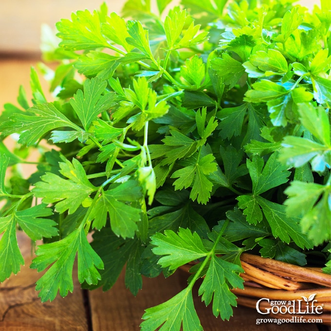 basket of freshly harvested parsley