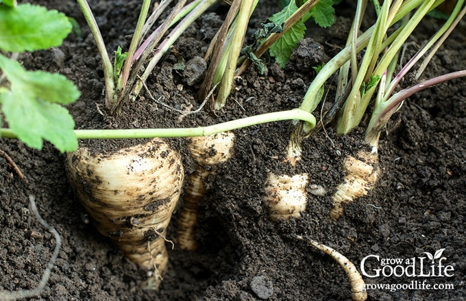 Parsnips ready to harvest in the garden.