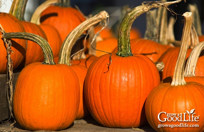 pumpkins lined up on a table