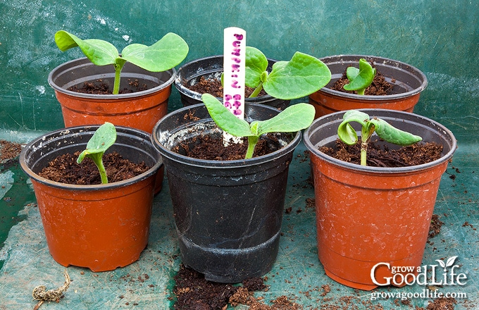 pumpkin seedlings in a tray