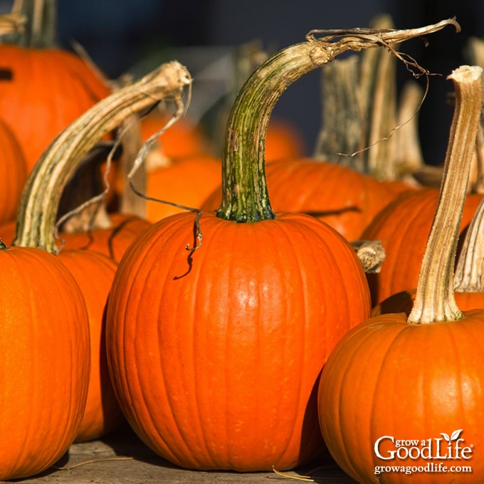 orange pumpkin harvest on a table