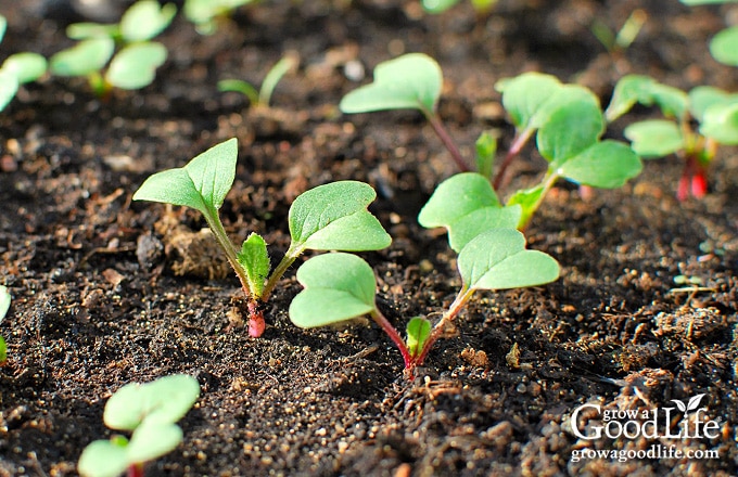 radish seedlings in the garden