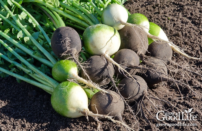 watermelon and black radish harvest