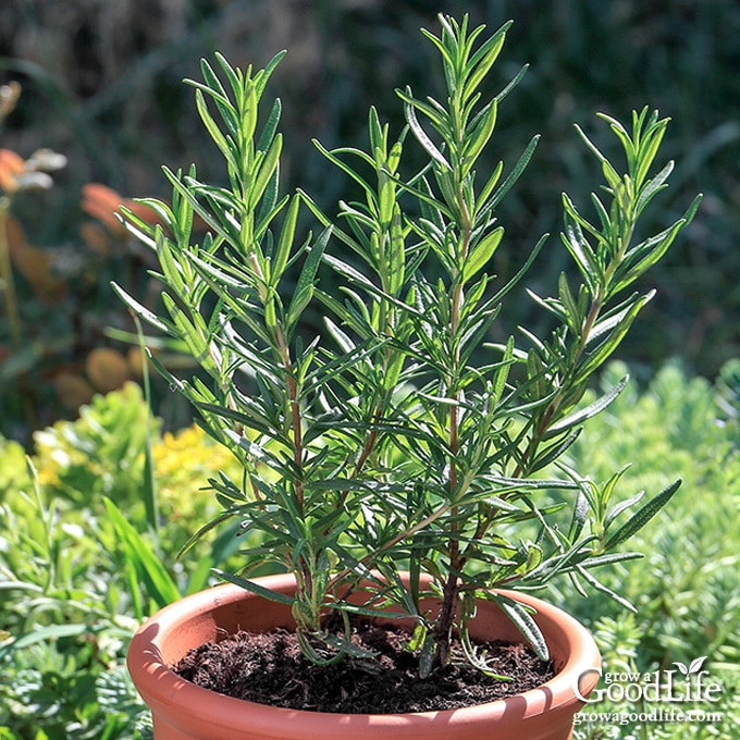 rosemary growing in a container