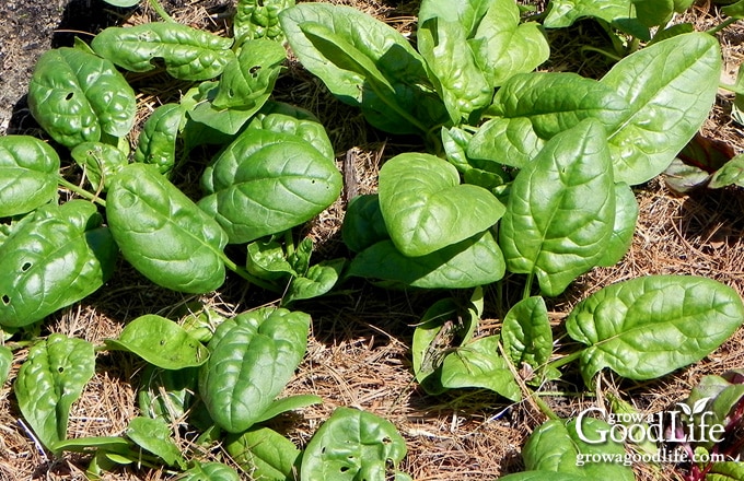 spinach plants mulched with pine straw