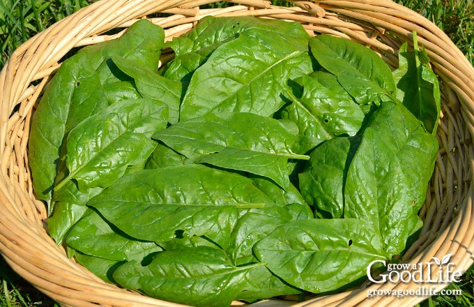 Regiment spinach harvest in a basket