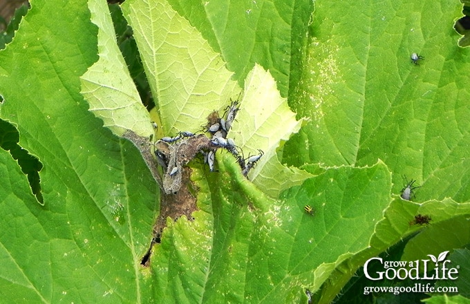 Squash bugs on foliage.